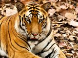 Tygří rezervace Mélghát